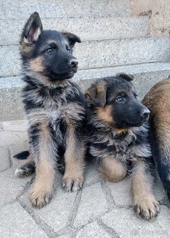 Německý ovčák s PP stěně