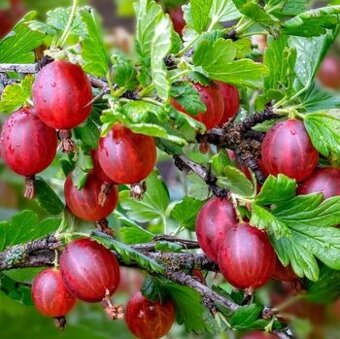 Angrešt stromkový červený