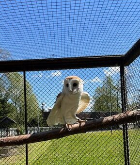 Sova pálená - bílá forma