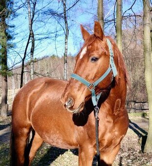 Český teplokrevník – hodný valach pro zkušenějšího jezdce