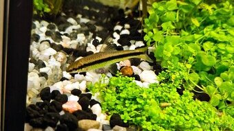 Parmička černopruhá