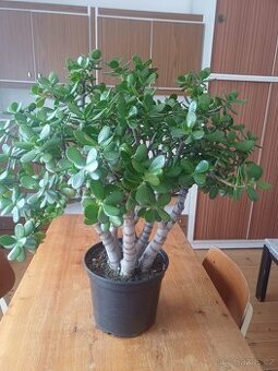 Prodám velkou tlustici