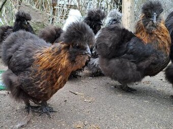 Hedvábnička - 2 slepičky