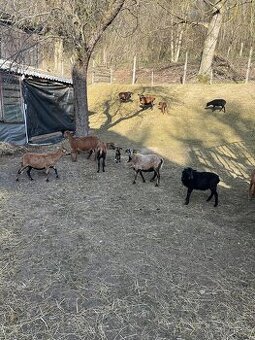 Ponúkam na predaj kamerunské ovce