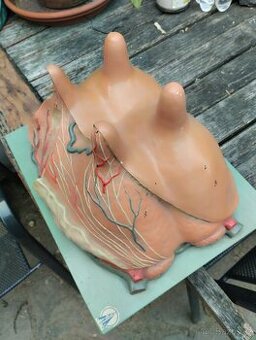 Anatomický model kravského vemene