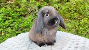 Zakrslý beránek, králíček, králík - PATRICIE