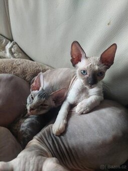 Don Sphynx