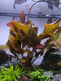 Akvarijní rostlina Echinodous Regine Hildebrandt