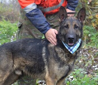 RENE K ADOPCI - 4 ROKY,KAMARÁDSKÝ,ZVĚDAVÝ,HRAVÝ