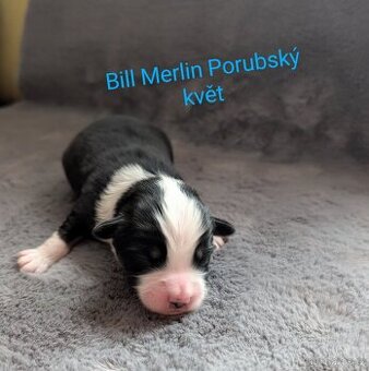 Miniaturní americký ovčák