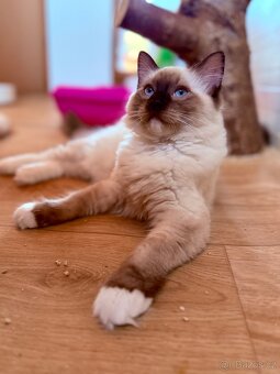 Ragdoll koťata s PP - poslední