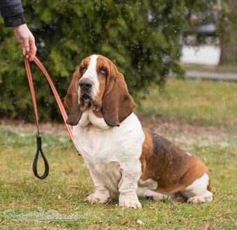 Basset Hound s PP