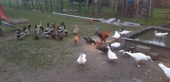Ruánské a Čínské kachny