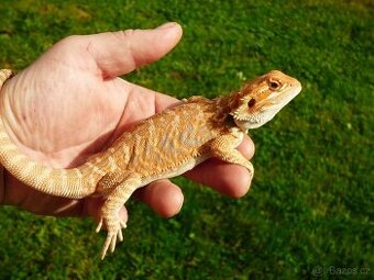 Agama vousatá (Pogona vitticeps)
