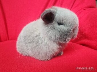 zakrslí beránci minilop