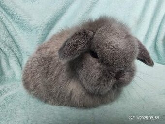 zakrslí beránci minilop