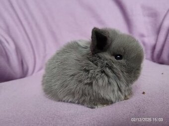 zakrslí beránci minilop