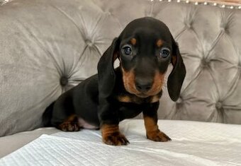 Jezevčík trpasličí