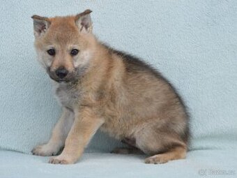 Československý vlčák - 1