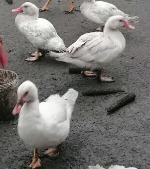 Kachna,kačer,kohout