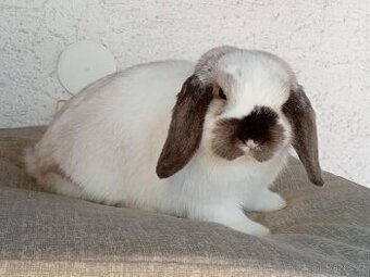 Samička Zakrslý Beránek MiniLop ❤️🍑