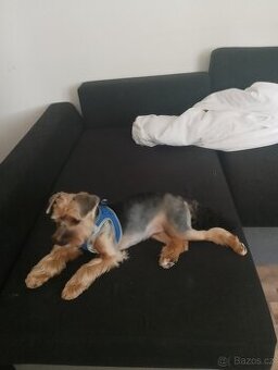 Jorkšírský teriér chlapec s pp