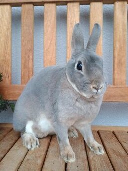 Zakrslý Rexík divoce modrý