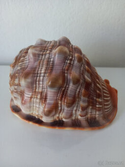 3 lastury + 2 písečné dolary