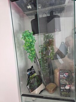 Axolotl akvárium a terarium