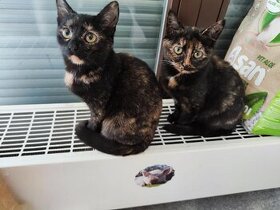 koťata 2 holčičky
