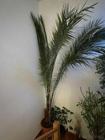 Kanárská datlová palma (Phoenix canariensis) - 1