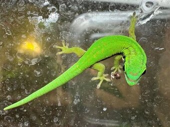 Phelsuma Nigristriata - 1