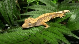 pagekon řasnatý (Correlophus ciliatus)