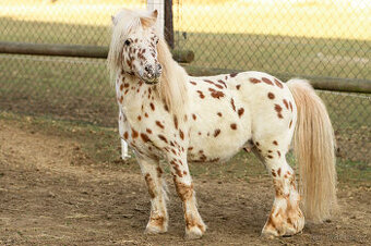 Atraktivní leopard hřebec Minihorse - 1