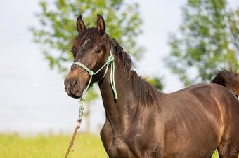 Oldenburská skoková klisna 2024