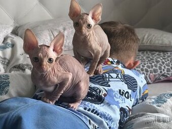 Sphynx kočičky