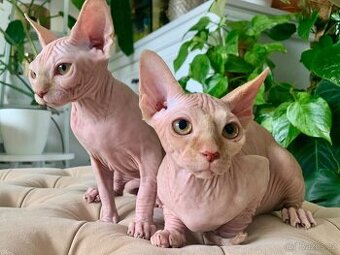 Kanadský Sphynx