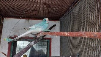 Kakariki samci