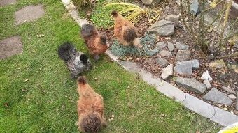 Mladé kohoutky hedvábničky