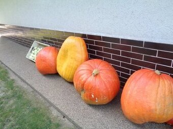 Prodám dýni Goliáš