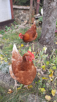 Pronajmu Zdarma 2 slepičky Lohman Brown