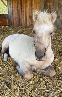 Letošní pony klisna