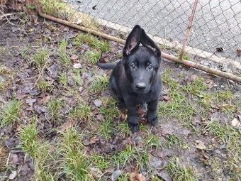 Německý ovčák - štěně