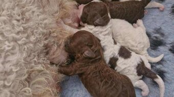 Lagotto Romagnolo s PP FCI