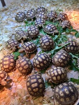 Želva ostruhatá - Centrochelys sulcata