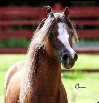 Připouštění hřebcem AMHA/AMHR/ASPC