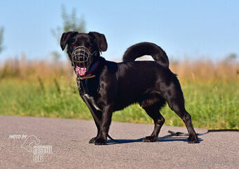 Darujeme opuštěného křížence Dastyho