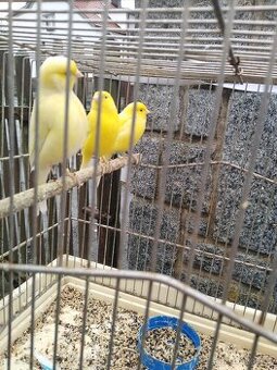 Prodám kanáry, pásovníky, stříbrozobky, chůvicky