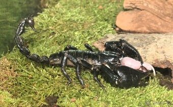 Prodám mláďata veleštírů Heterometrus petersii a Heterometru