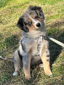 Miniaturní americký ovčák - fenecky s PP